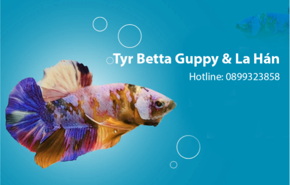Guppy