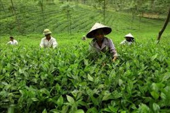 Trà thảo mộc