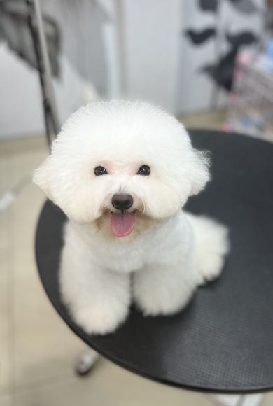 Thú cưng