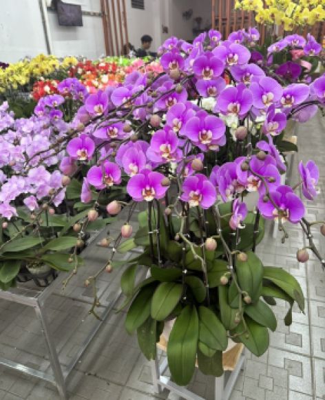 Hoa tươi