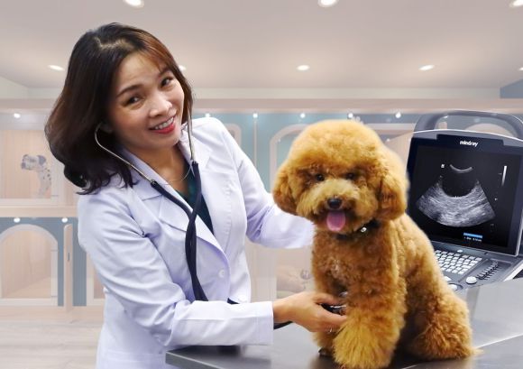 TOP 3 BỆNH VIỆN THÚ Y UY TÍN TẠI THỦ ĐỨC – CHĂM SÓC CHUYÊN NGHIỆP CHO THÚ CƯNG