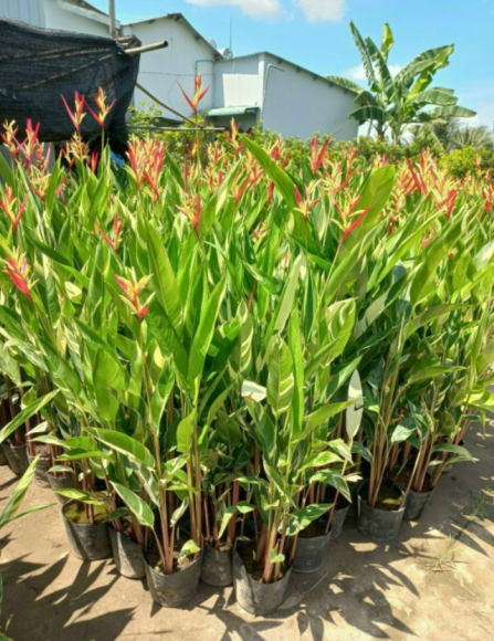 Hoa tươi