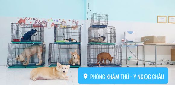 Phòng khám thú y
