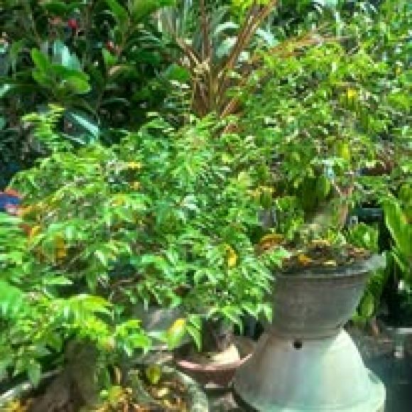 chậu cây