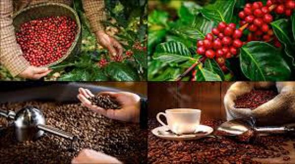 Cà phê - Trà sữa - Đồ uống