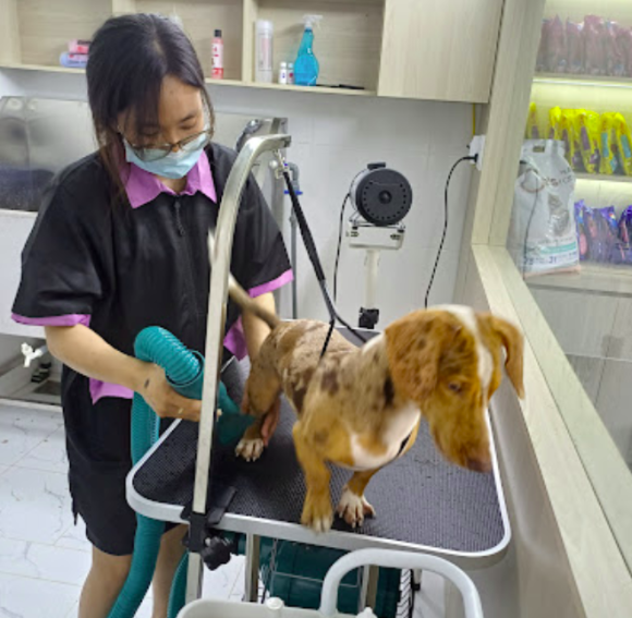 Thú cưng