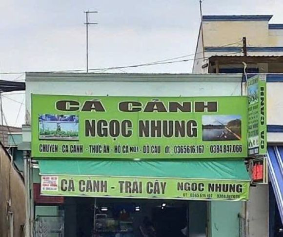 Cá cảnh