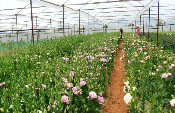 Cà phê - Trà sữa - Đồ uống