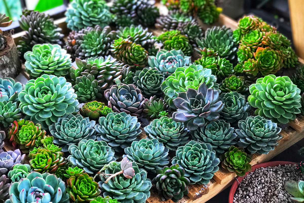 TOP 3 CỬA HÀNG SEN ĐÁ UY TÍN TẠI BÌNH DƯƠNG