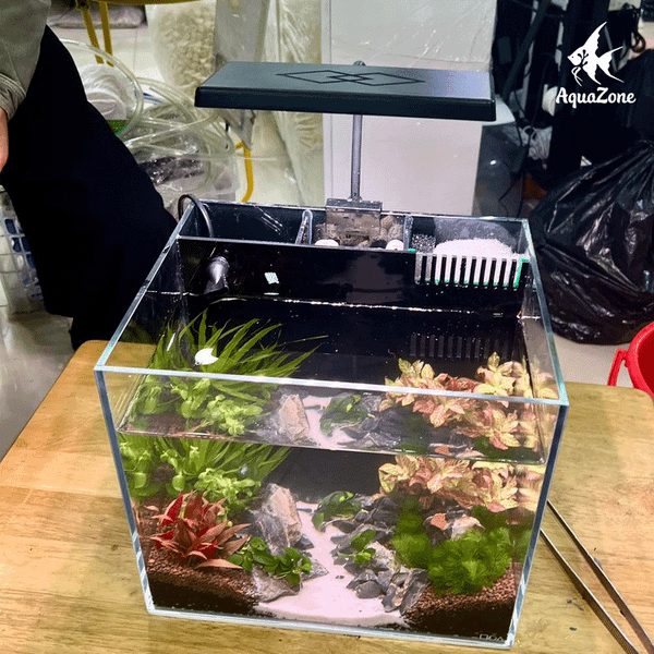 Mua Cá Cảnh Và Đồ Phụ Kiện Ở Quận 12 – Gợi Ý 3 Cửa Hàng Giá Rẻ, Chất Lượng