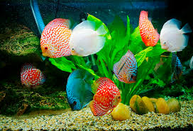 Top 3 Cửa Hàng Cá Cảnh Đẹp – Uy Tín Tại Gò Vấp | Nổi Bật Cá Betta Mlemm