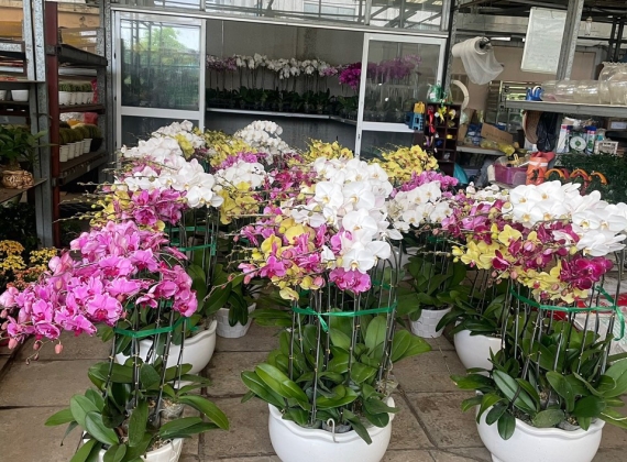 TOP 3 ĐƠN VỊ CUNG CẤP CÂY CẢNH UY TÍN, CHẤT LƯỢNG HÀNG ĐẦU TẠI TP. HỒ CHÍ MINH