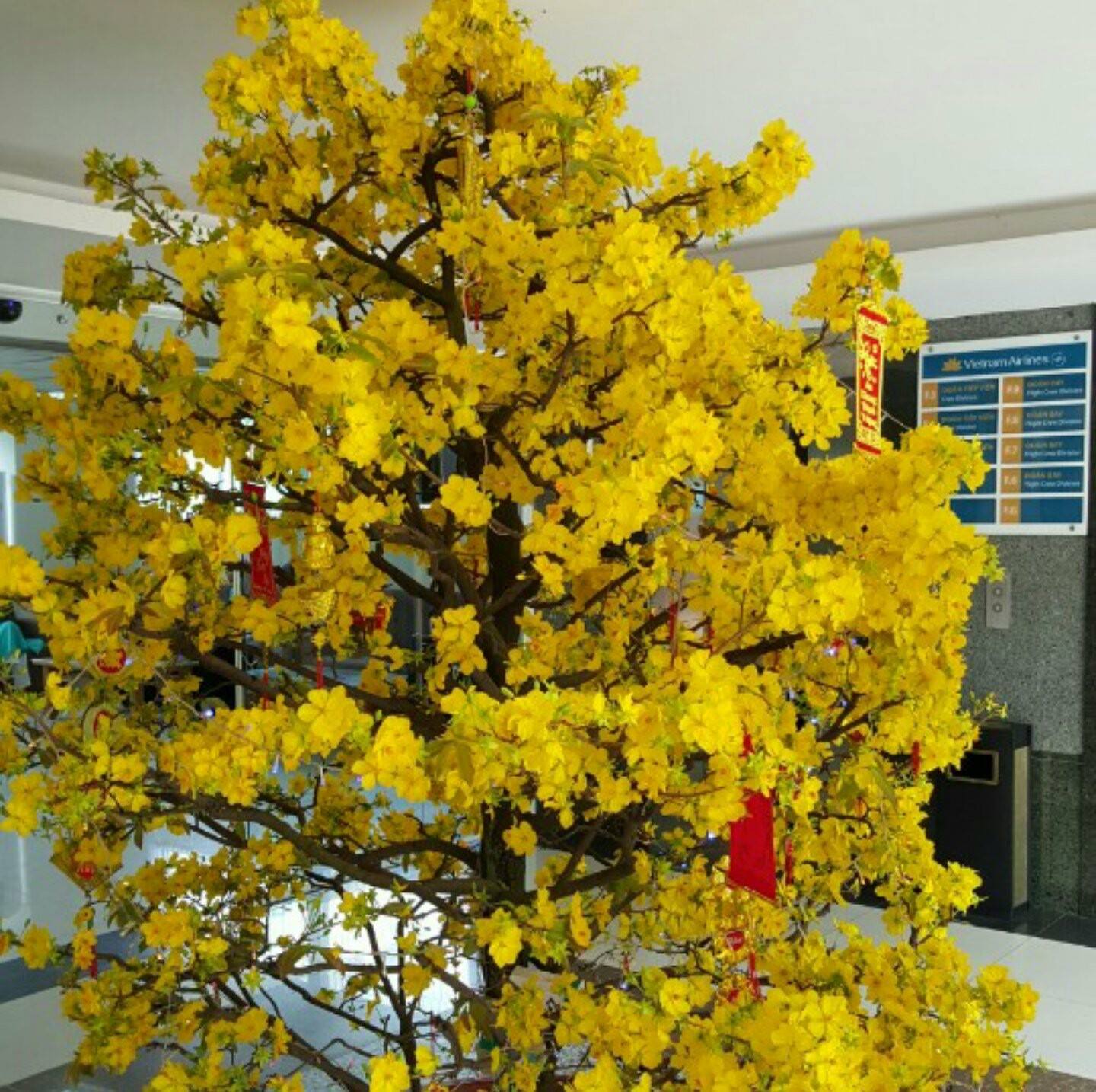 Vườn Kiểng Hoàng Duy - Nơi Giao Thoa Giữa Thiên Nhiên và Nghệ Thuật