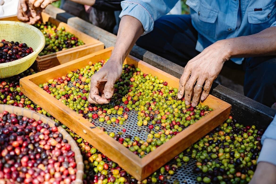 Đồng Tâm Coffee: Tách cà phê đánh thức mọi giác quan - Nơi hương vị thăng hoa, kết nối tâm hồn