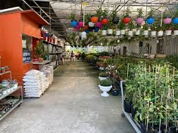 Top 3 Địa chỉ bán cây cảnh uy tín nhất quận 2