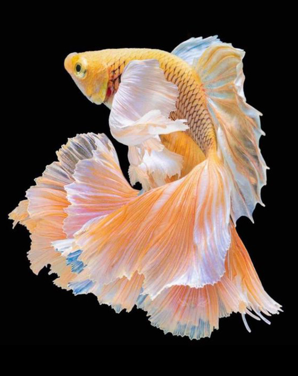 Khám Phá Thế Giới Dưới Nước với Top 3 Cửa Hàng Cá Cảnh Uy Tín và Cao Cấp Ở Thủ Đức