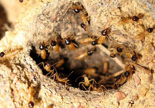 Khám Phá Top 3 Địa Điểm Cung Cấp Dịch Vụ Diệt Mối Chuyên Nghiệp ở Quận Gò Vấp