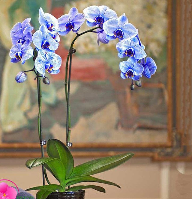 Đánh Giá Top 3 Cửa Hàng Bán Hoa Lan Tại Thành Phố Hồ Chí Minh