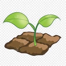 Top 3 Trung Tâm Cây Giống Uy Tín Ở Tiền Giang