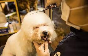 Top 3 Popular Pet Care Services