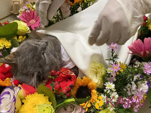 Top 3 cơ sở hỏa táng thú cưng tại Hồ Chí Minh – Dịch vụ uy tín, tận tâm và nhân văn