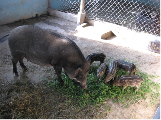 TOP 3 ĐẠI LÝ THỊT HEO RỪNG LAI CHẤT LƯỢNG NHẤT TP HCM