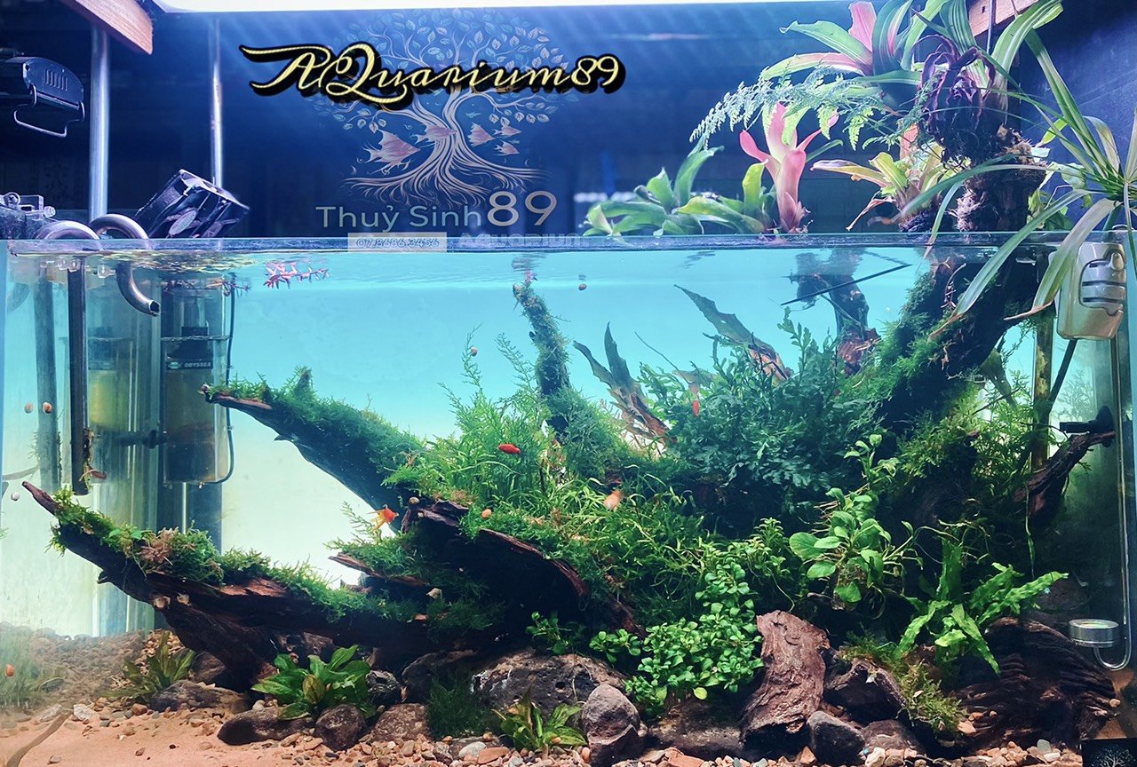 Thi Công Hồ Cá Thủy Sinh Đẹp - Giá Tốt Tại Biên Hòa