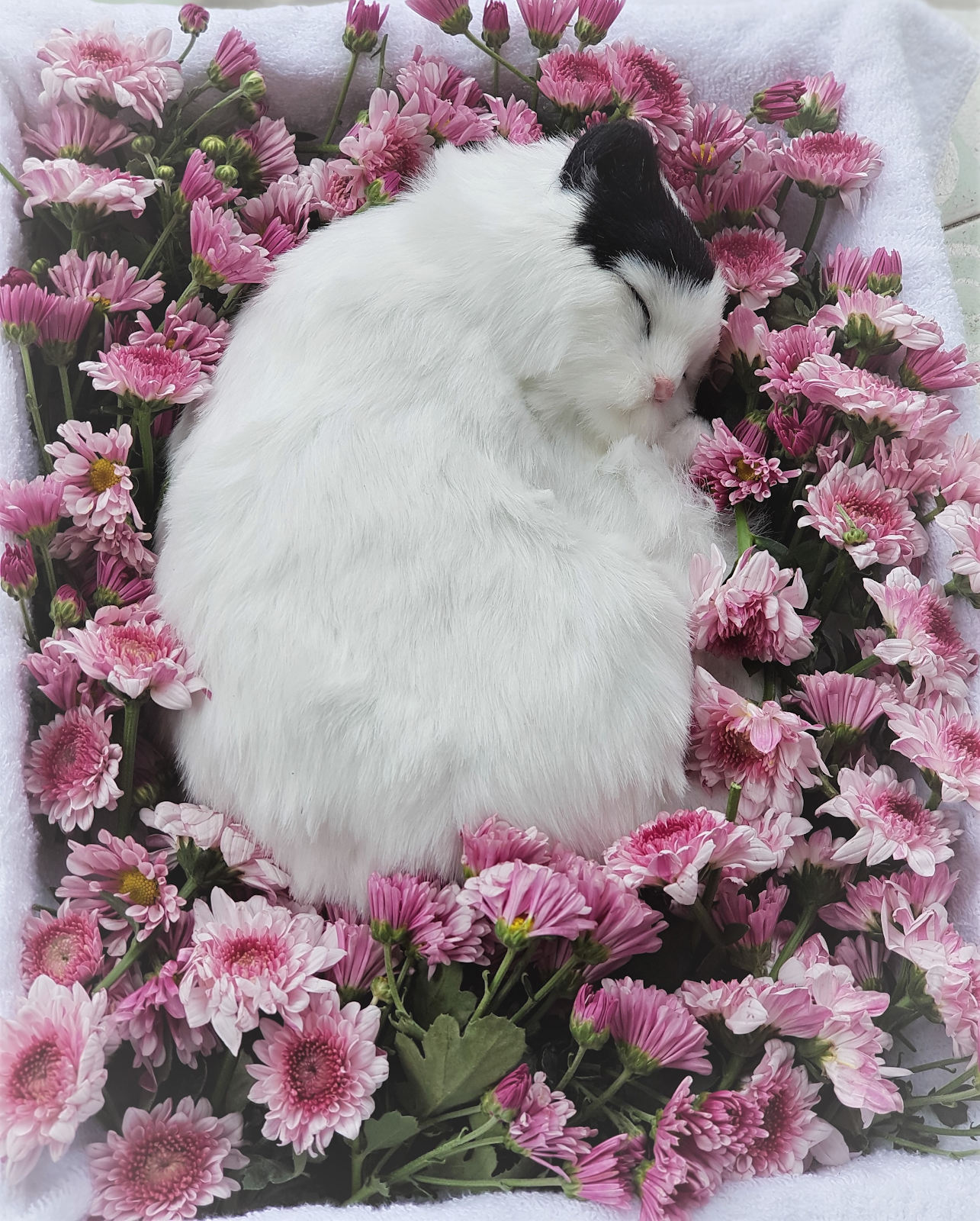 Dịch vụ hoả táng thú cưng tốt nhất quận 5