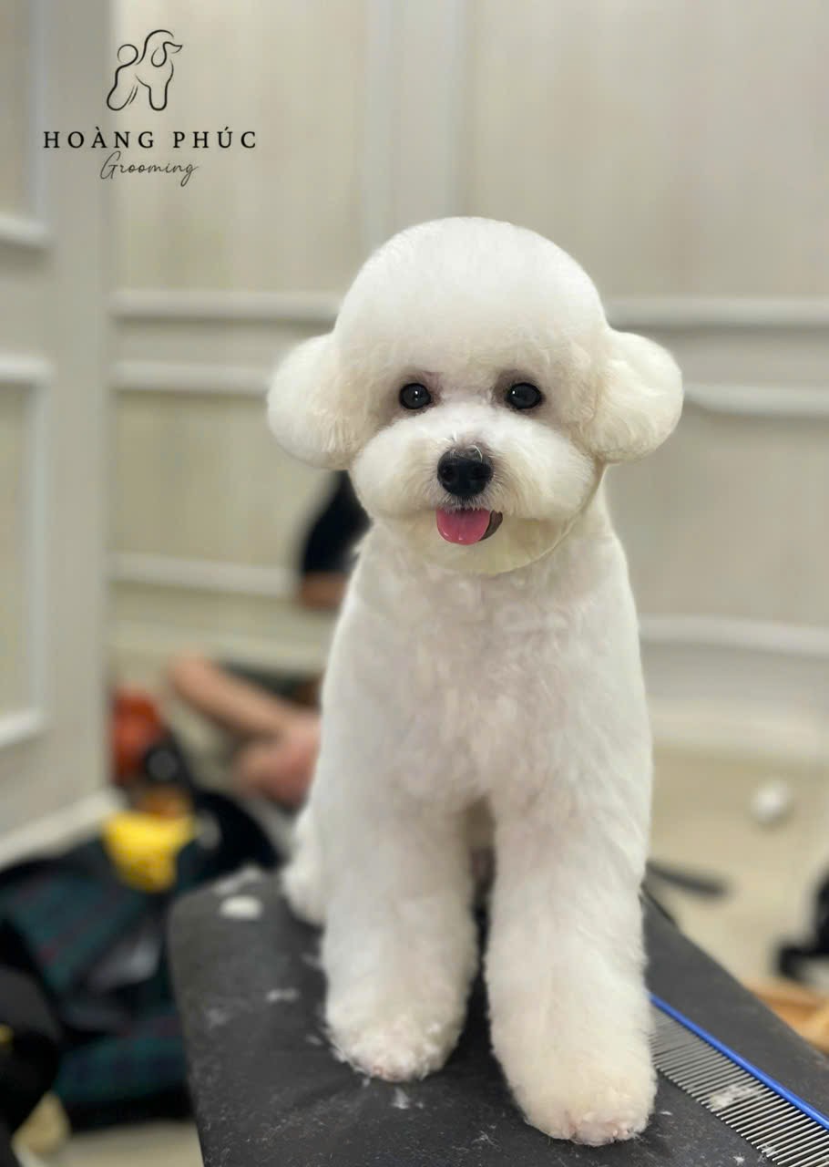 Happy Pet Shop - khám phá thế giới spa thú cưng uy tín và chất lượng tại quận 7