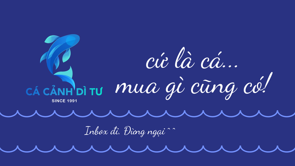 Top 3 trại cá cảnh và cung cấp các thiết bị thủy sinh uy tín tại TP HCM