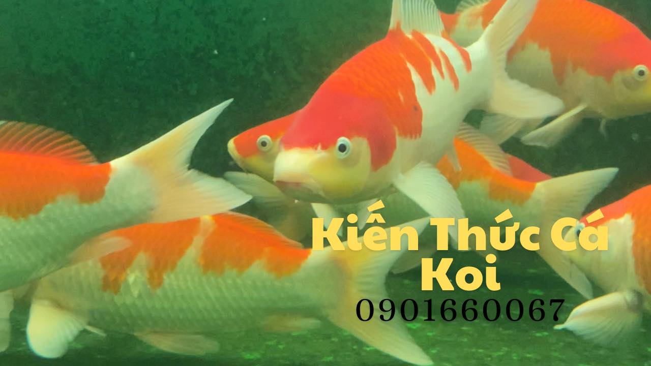 Top 3 đơn vị thi công hồ cá Koi uy tín tại Biên Hòa