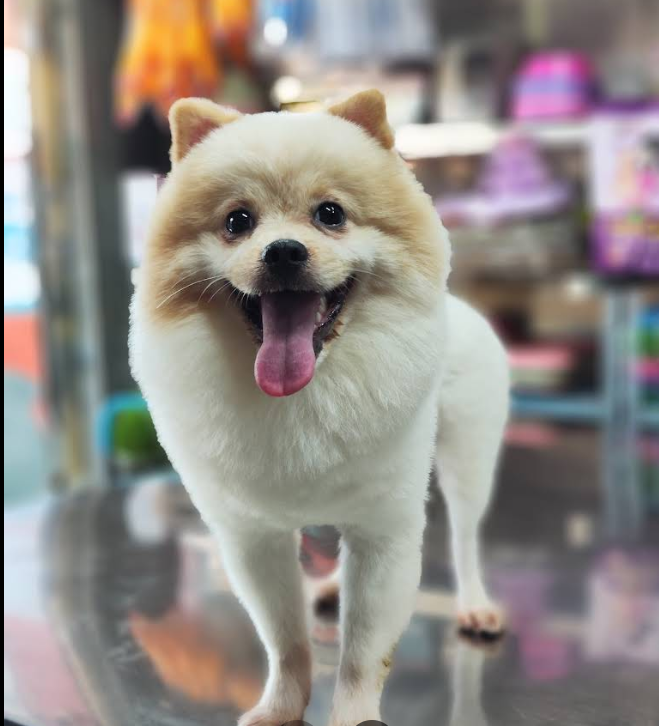 Top 3 Cửa Hàng Thú Y Uy Tín – Bác Sĩ Tay Nghề Cao Tại Quận Gò Vấp, TP. Hồ Chí Minh