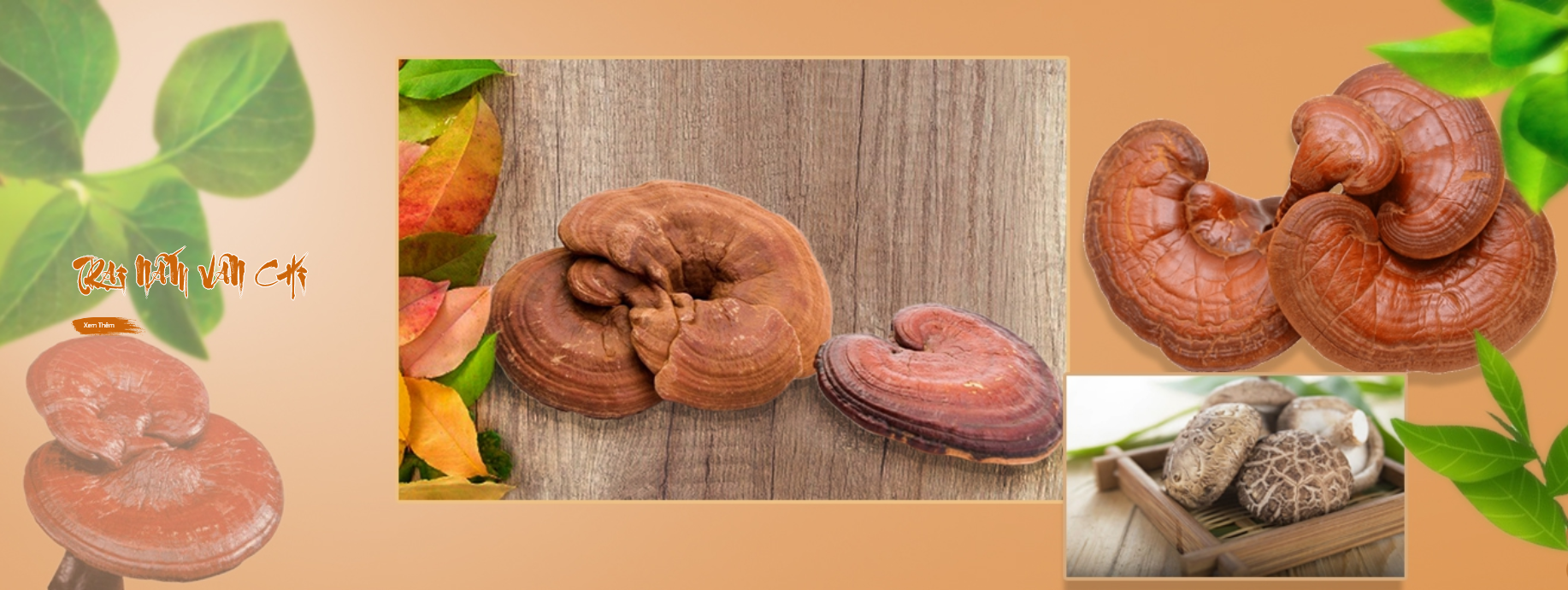 TOP ĐƠN VỊ CHUYÊN CUNG CẤP NẤM LINH CHI CHẤT LƯỢNG TẠI TÂY NINH