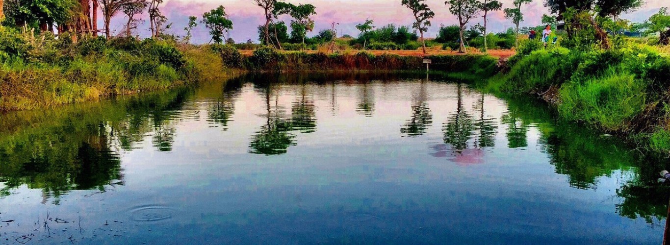 Top đơn vị chuyên Sản Phẩm Cây Công Trình – Lựa Chọn Xanh Cho Không Gian Sống