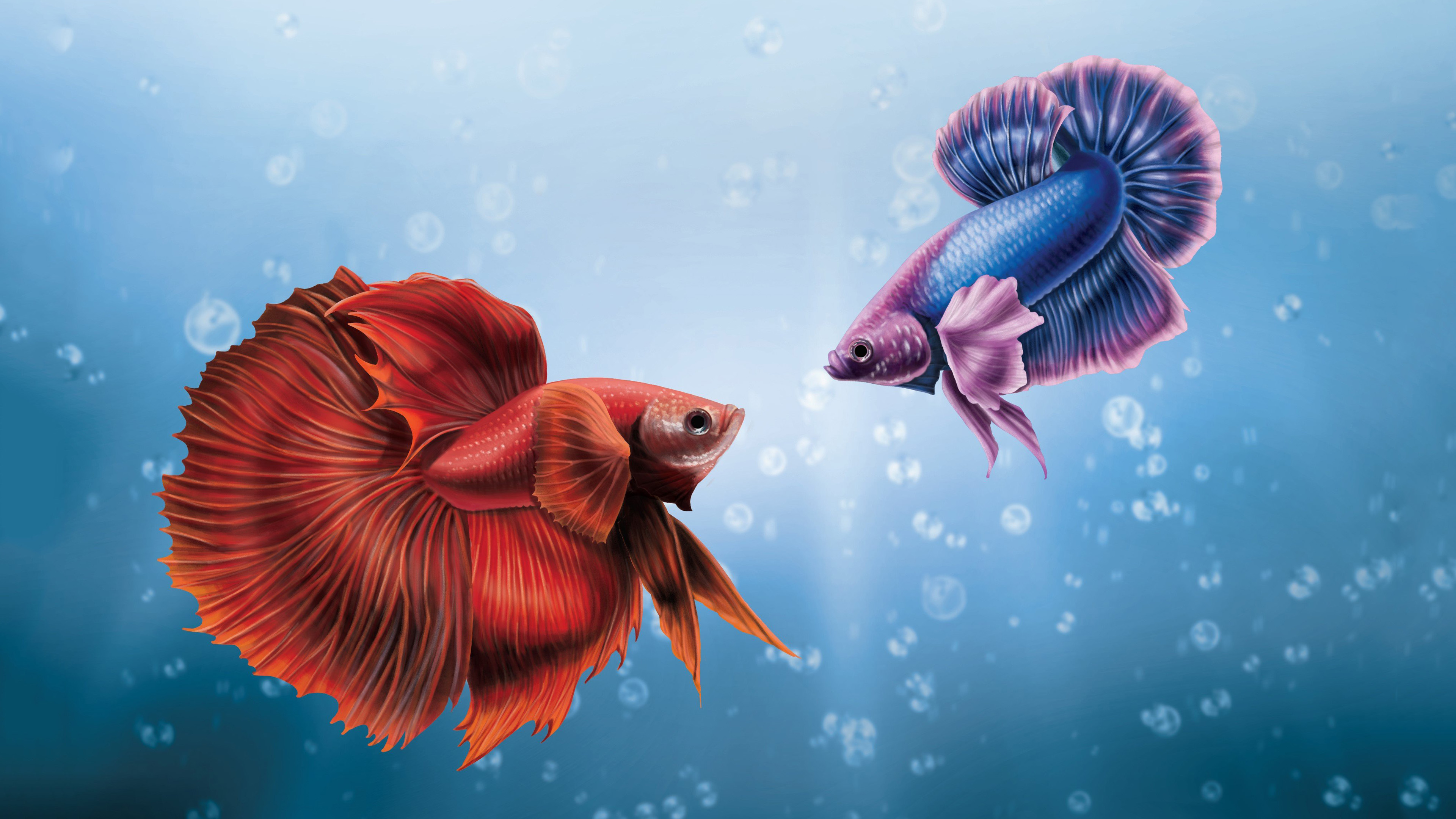 Khám phá vẻ đẹp độc đáo của cá lia thia trong hồ cá cảnh