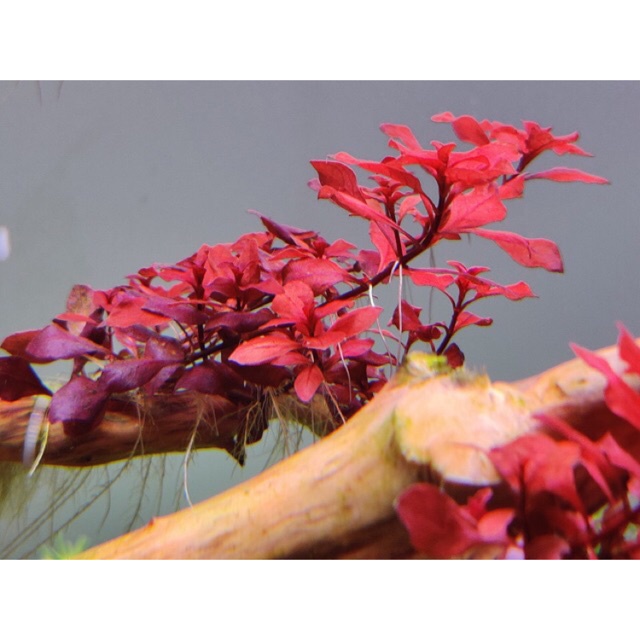 TOP 3 ĐƠN VỊ CHUYÊN CUNG CẤP PHỤ KIỆN CÁ CẢNH THỦY SINH UY TÍN TẠI BÌNH THẠNH