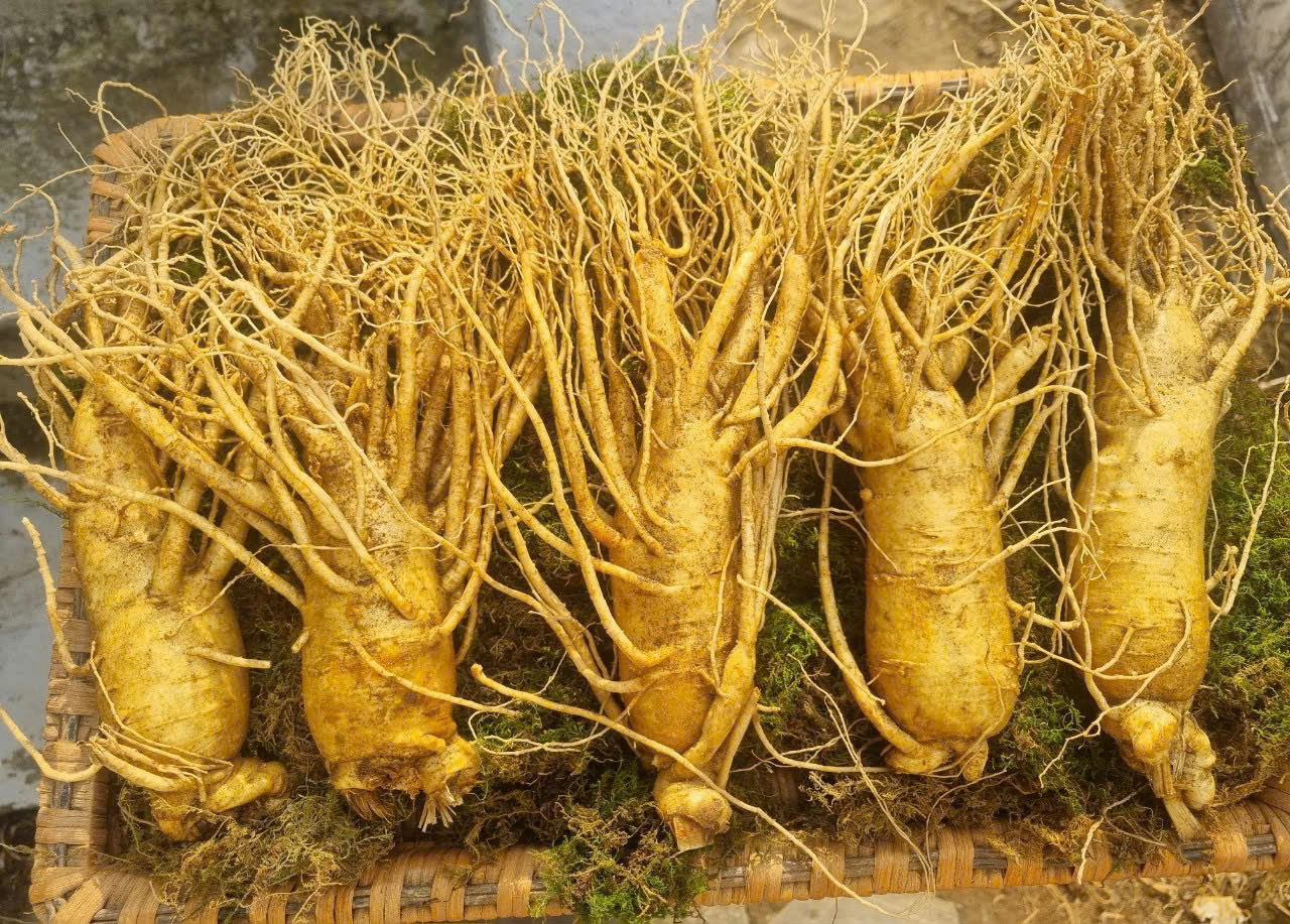 MK Global VN - Nguồn cung nhân sâm Hàn Quốc chất lượng hàng đầu