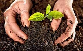 TOP CÁC CỬA HÀNG CUNG CẤP VẬT TƯ CÂY CẢNH RẺ NHẤT BIÊN HÒA ĐỒNG NAI