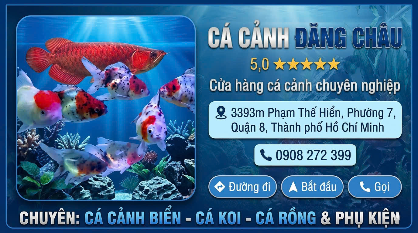 Top 3 cửa hàng cá cảnh uy tín ở Quận 8, TP.HCM