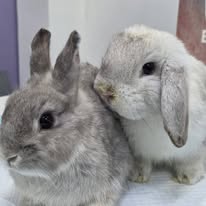 Top 3 cửa hàng thú y uy tín tại quận Thủ Đức bạn nên biết