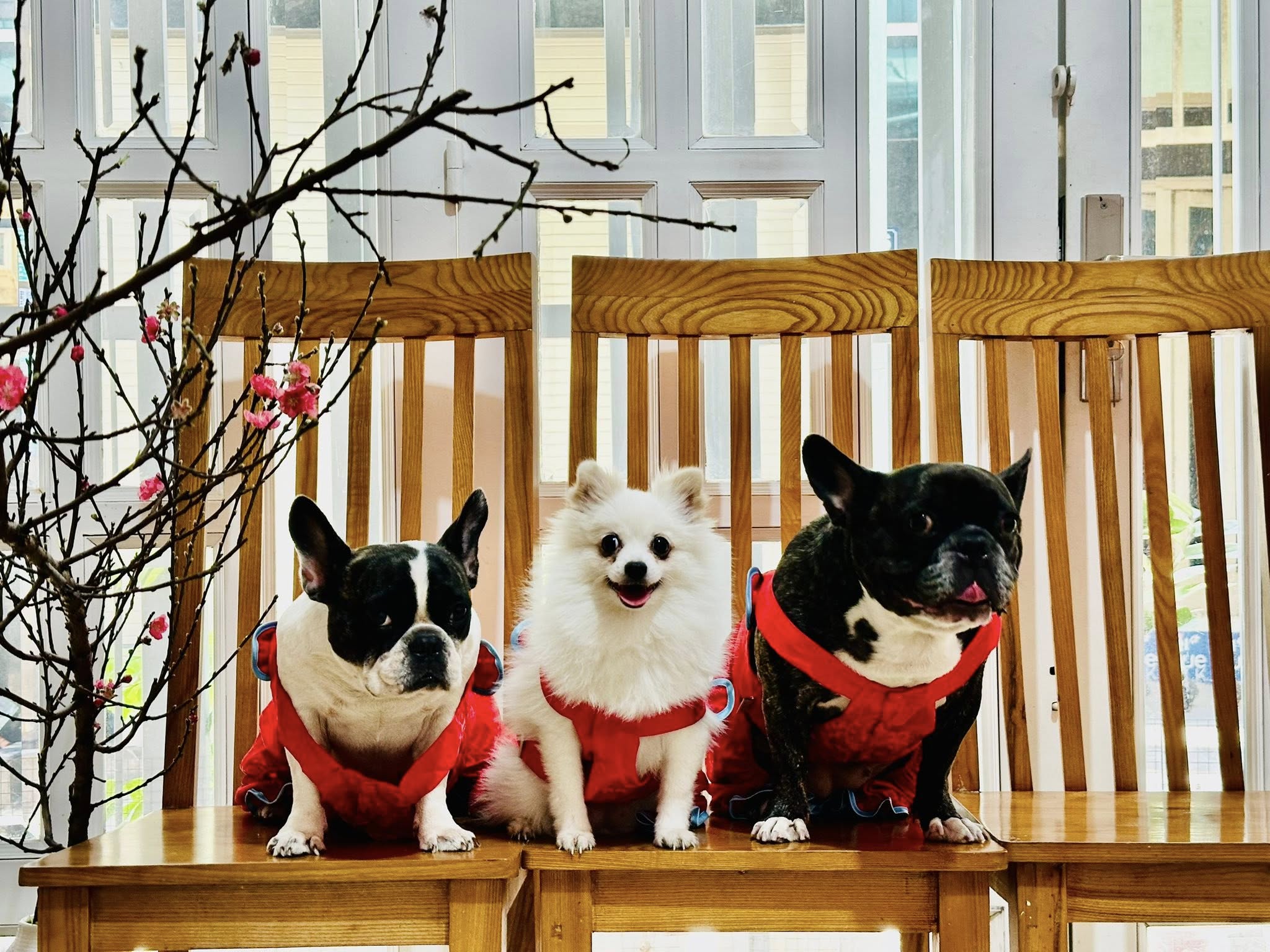 Top 3 Pet Shop được đánh giá cao nhất tại Phú Nhuận