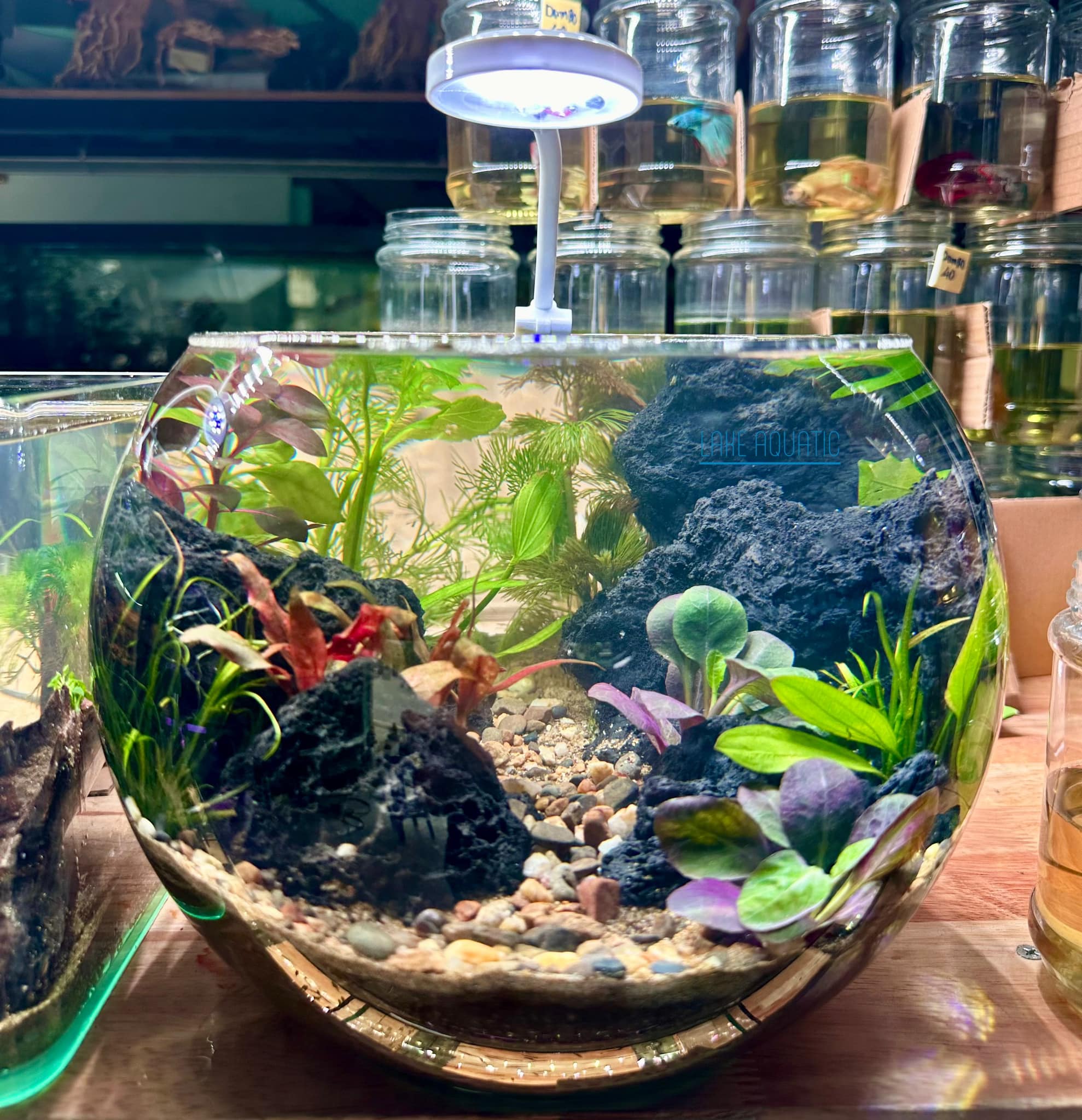 top 3 cửa hàng thủy sinh uy tín chất lượng nhất An Phú Bình Dương