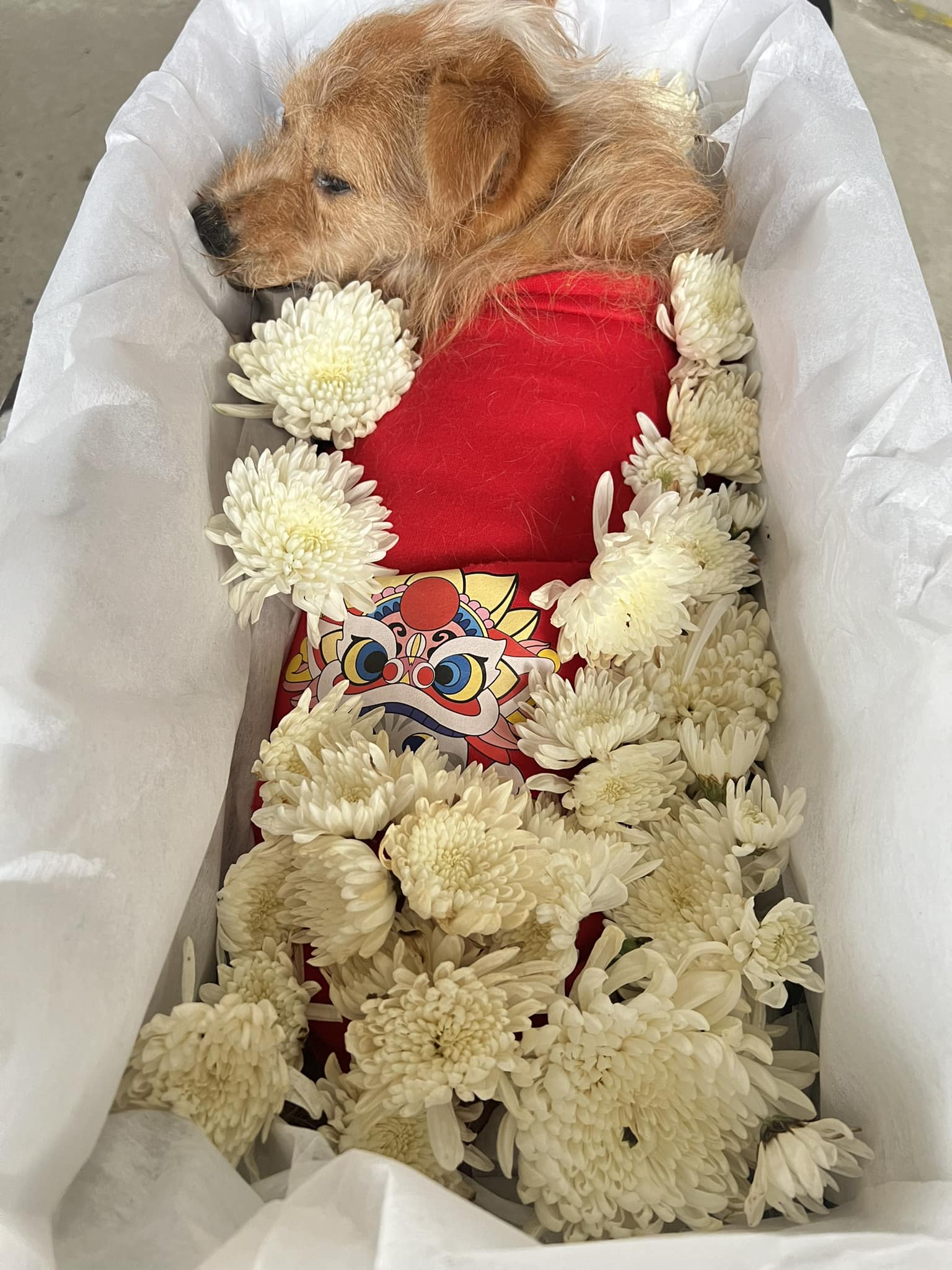 TOP CƠ SỞ CUNG CẤP DỊCH VỤ MAI TÁNG THÚ CƯNG UY TÍN TẠI VIỆT NAM