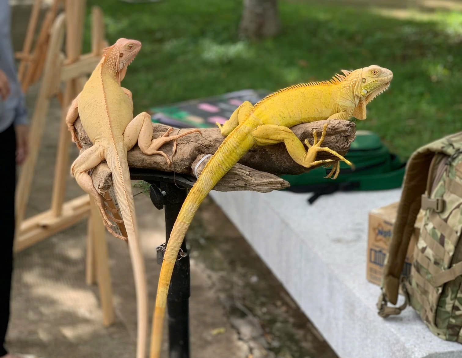 TOP 3 CƠ SỞ CUNG CẤP RỒNG NAM MỸ UY TÍN CHẤT LƯỢNG TẠI ĐỒNG NAI