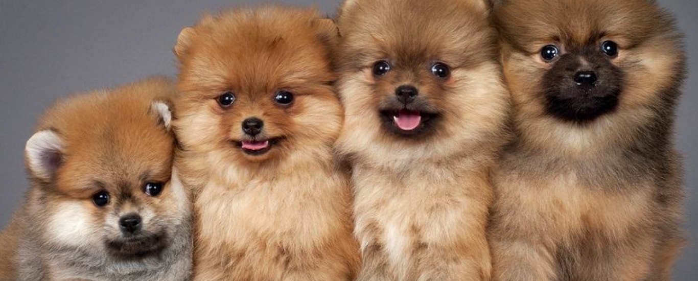 TOP 3 NƠI MUA SĂM THÚ CƯNG ĐÁNG TIN CẬY