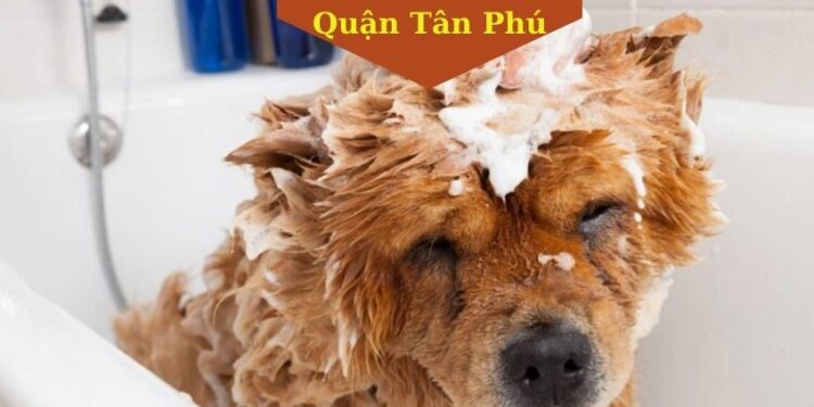 Top 3 Dịch Vụ Spa Thú Cưng Quận Tân Phú Tốt Nhất