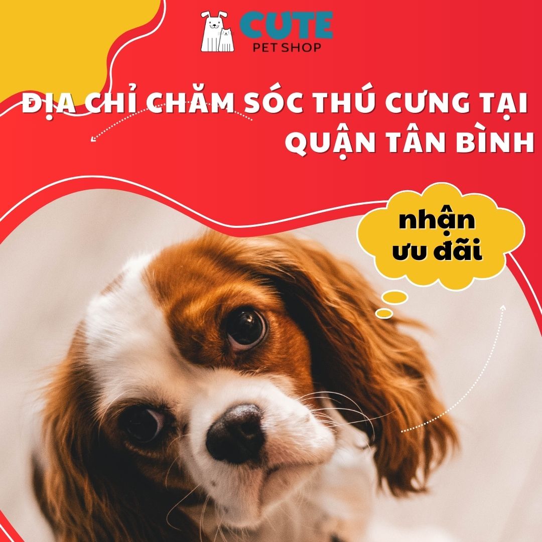 Địa chỉ chăm sóc thú cưng tại quận Tân Bình - CUTEPETSHOP