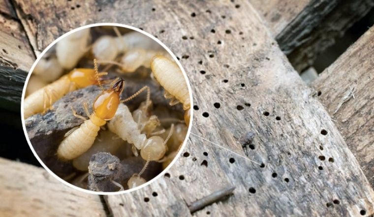 Top3 công ty diệt mối uy tín tại Bình Tân