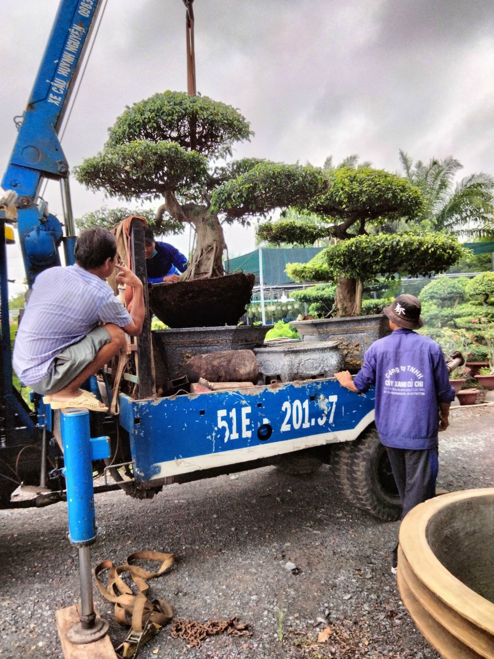 NƠI MUA BÁN CÂY XANH UY TÍN NHẤT TẠI KHU VỰC CỦ CHI