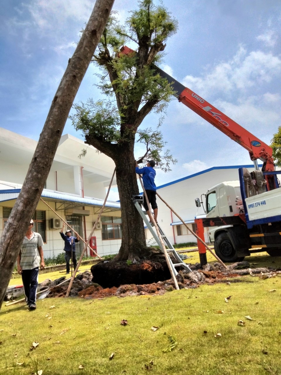 công ty cây xanh củ chi